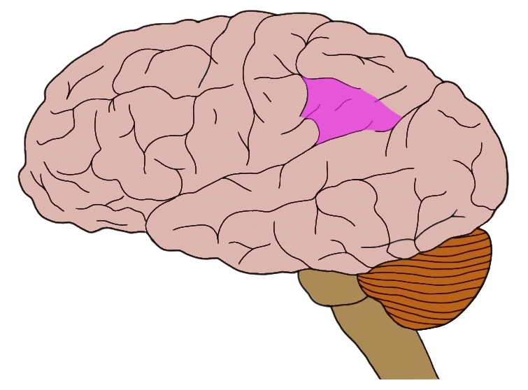Inferior parietal lobule